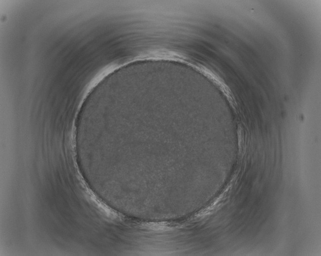 X0000085040990200703121429