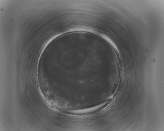 X0000085040996200703121429