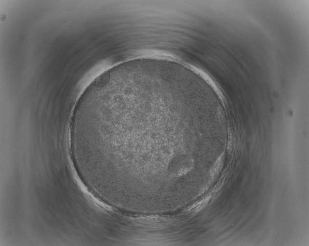 X0000085040999200703121429