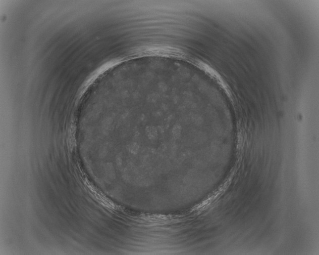 X0000085041019200703121428