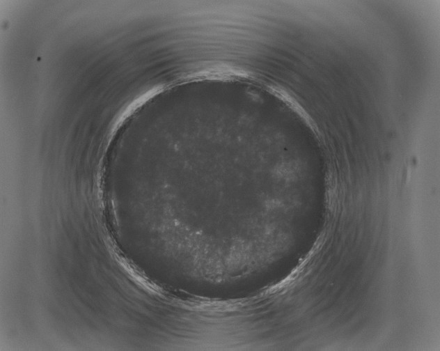 X0000085041026200703121428