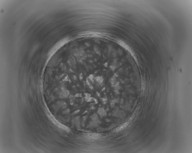 X0000085041090200703121427