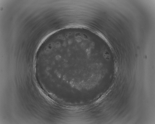 X0000085041124200703121426