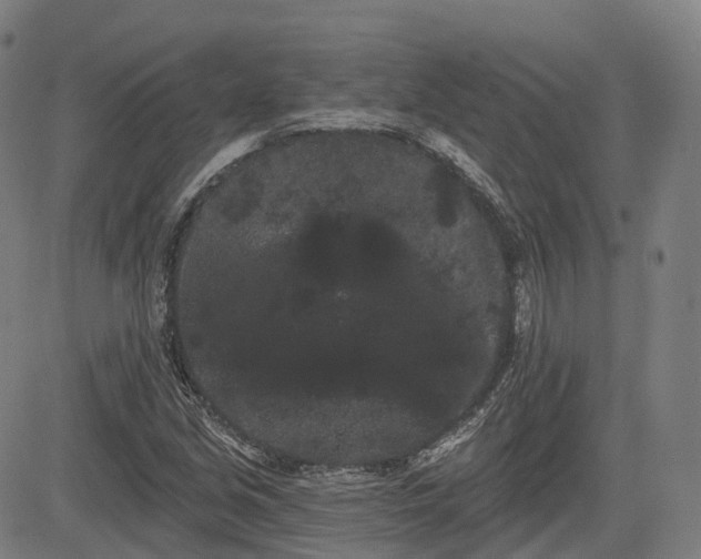 X0000085041213200703121425