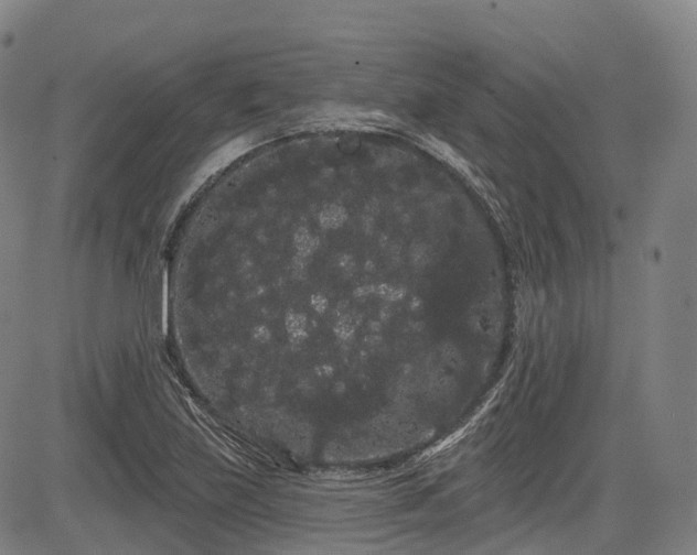 X0000085041219200703121425