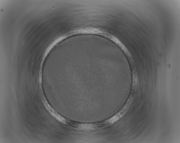 X0000085041232200703121425