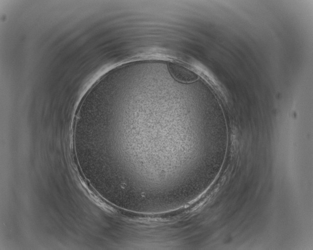 X0000085041236200703121425