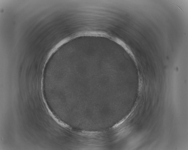 X0000085041237200703121425