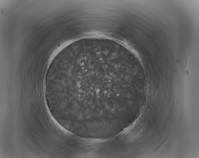 X0000085041239200703121425