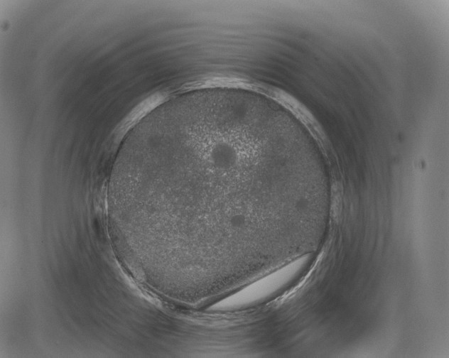 X0000085041241200703121425