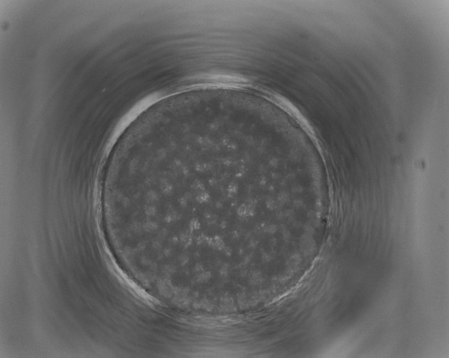 X0000085041243200703121425