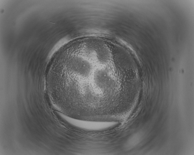 X0000085041267200703121424