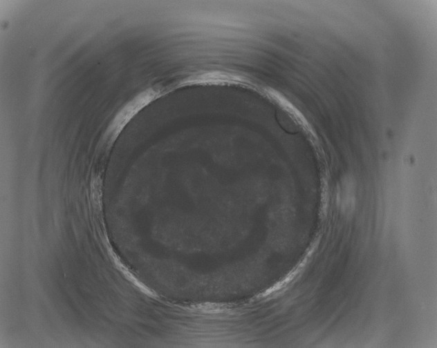 X0000085041329200703121423