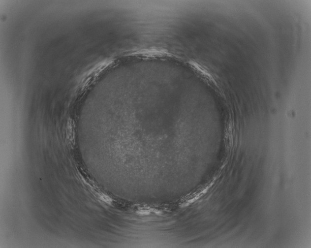 X0000085041398200703121421