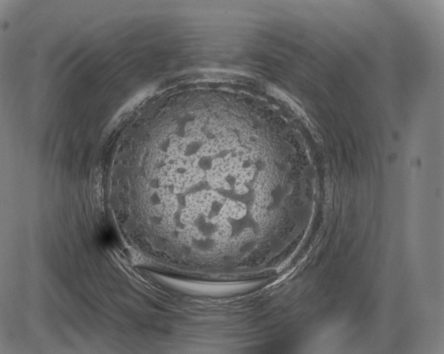 X0000085041403200703121421