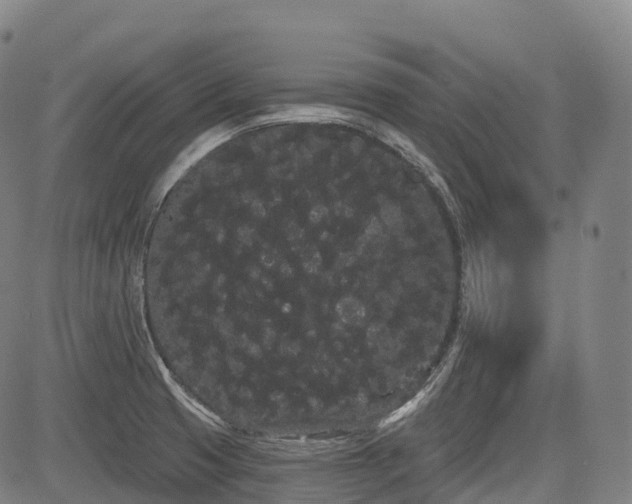 X0000085041425200703121422