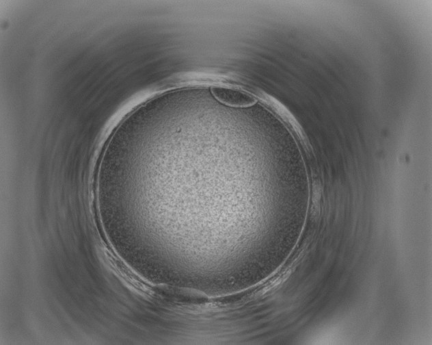 X0000085041435200703121422