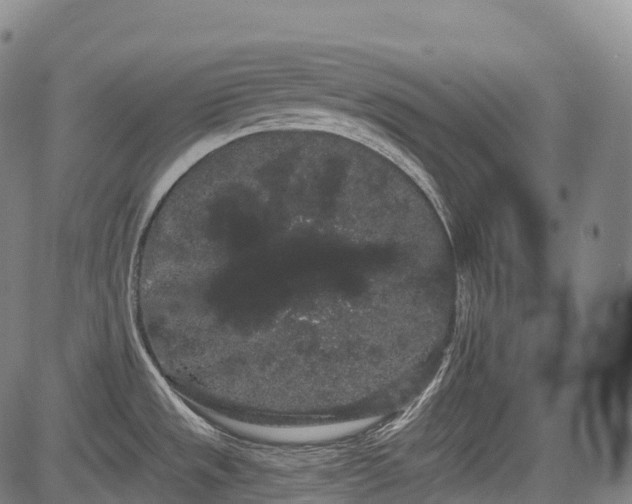 X0000085041533200703121420