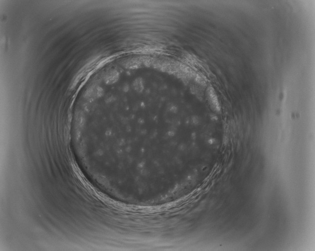 X0000085040002200703191245