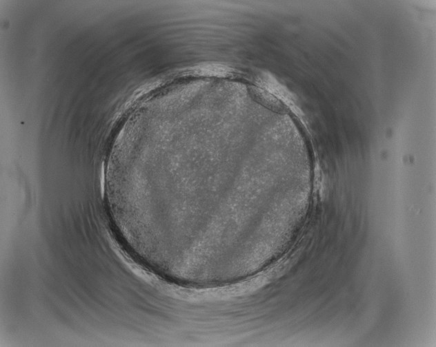 X0000085040013200703191245