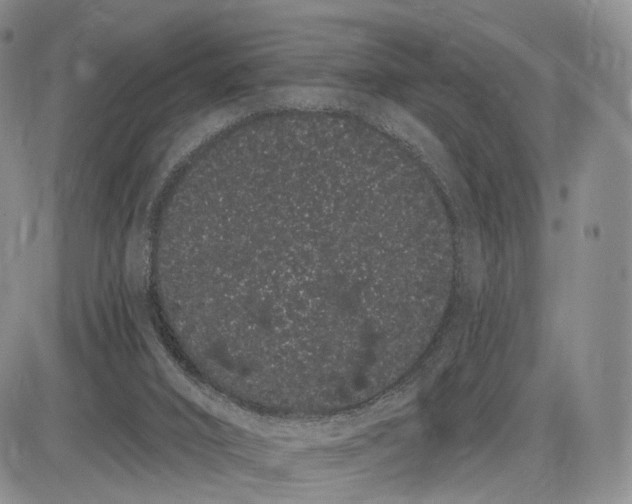 X0000085040016200703191245