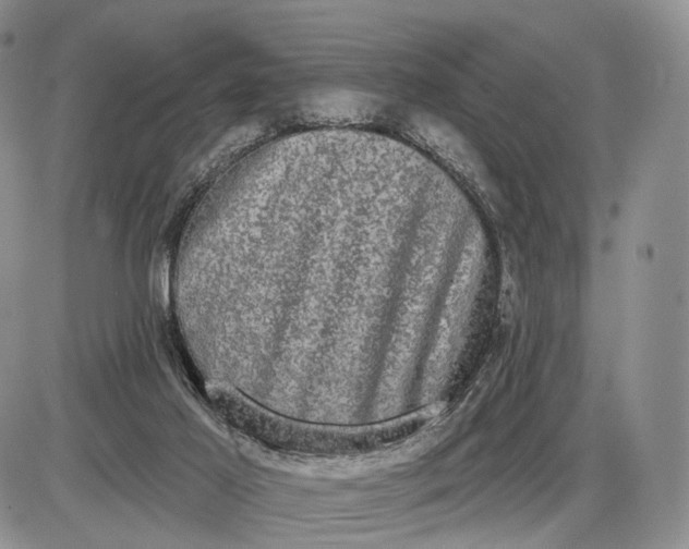 X0000085040021200703191245