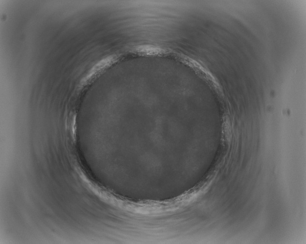 X0000085040024200703191245