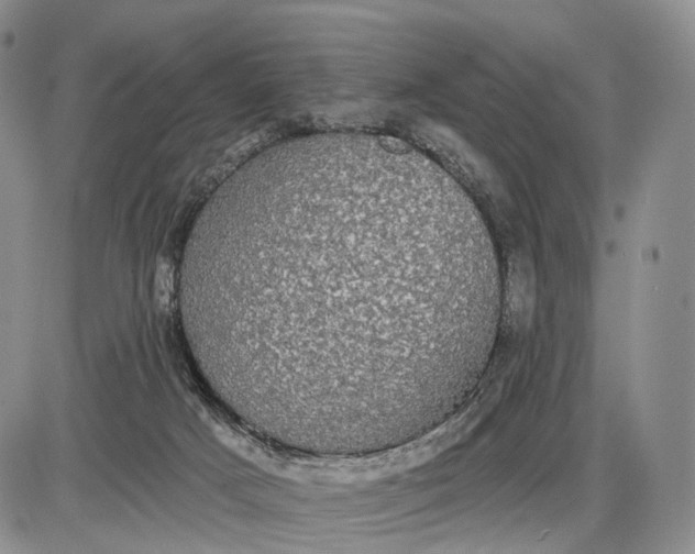 X0000085040025200703191245