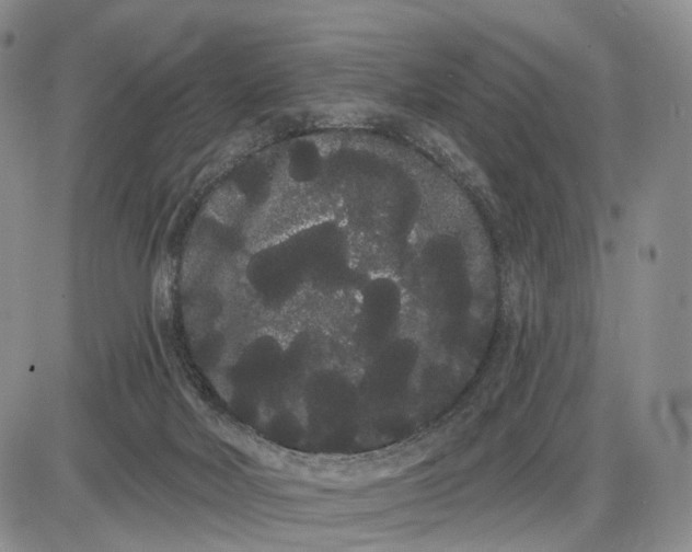 X0000085040026200703191245