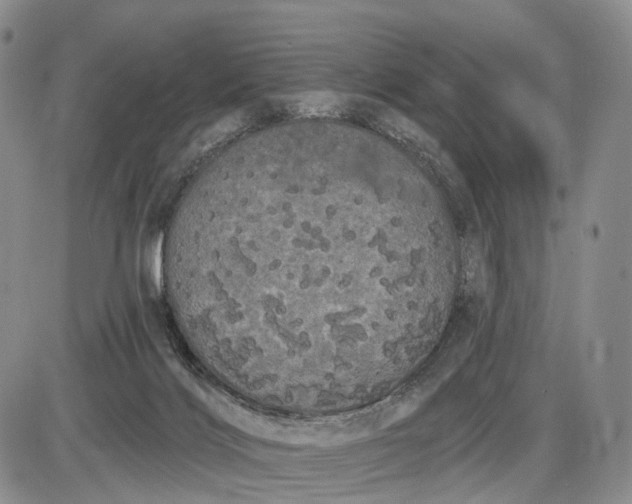 X0000085040028200703191245