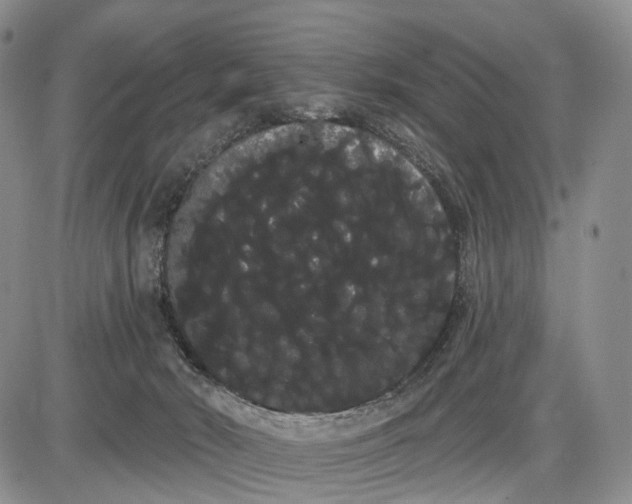 X0000085040030200703191244