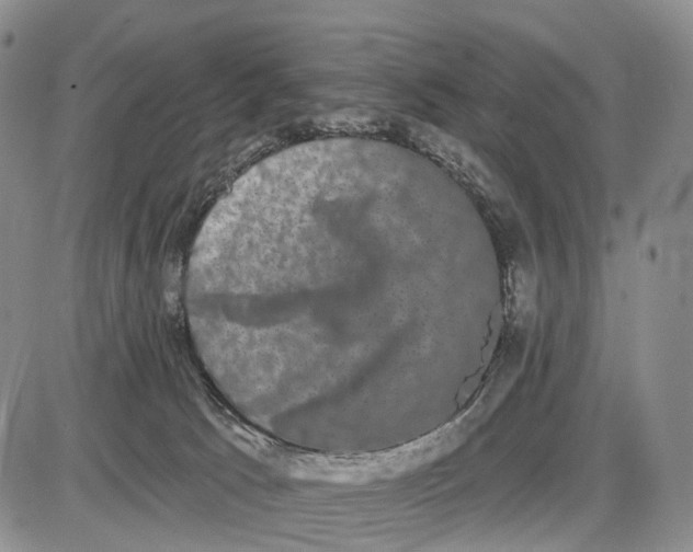 X0000085040033200703191244