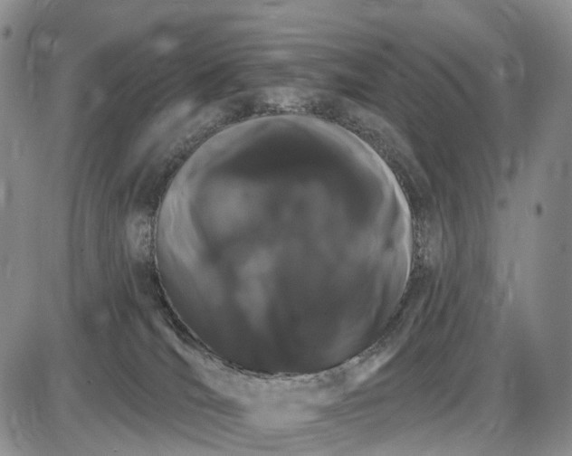 X0000085040036200703191244