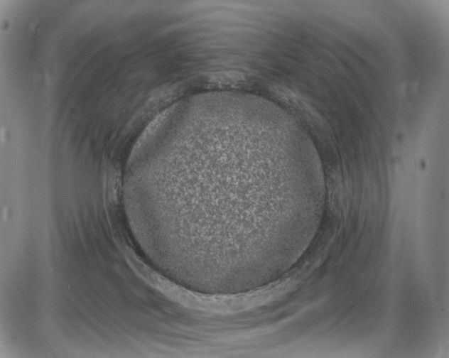 X0000085040038200703191244