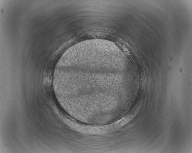 X0000085040040200703191244