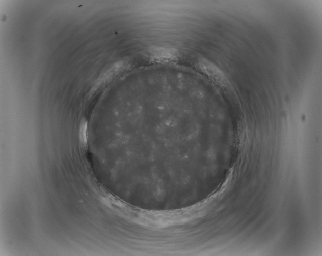 X0000085040041200703191244