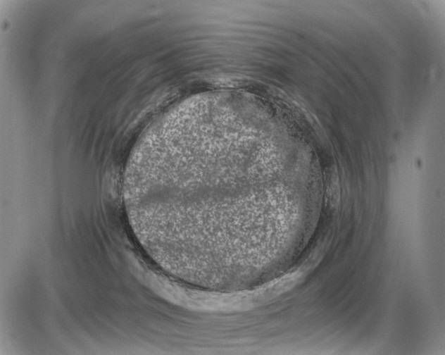 X0000085040044200703191244