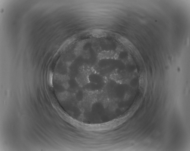 X0000085040046200703191244