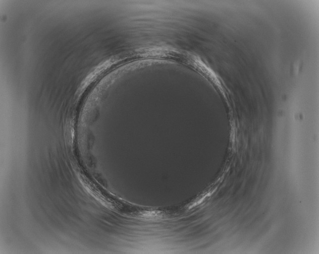 X0000085040059200703191244