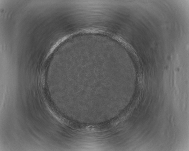 X0000085040064200703191244