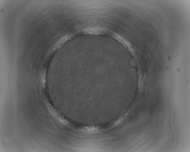 X0000085040065200703191244