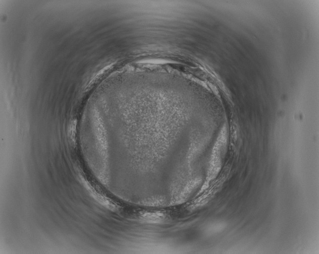 X0000085040066200703191244