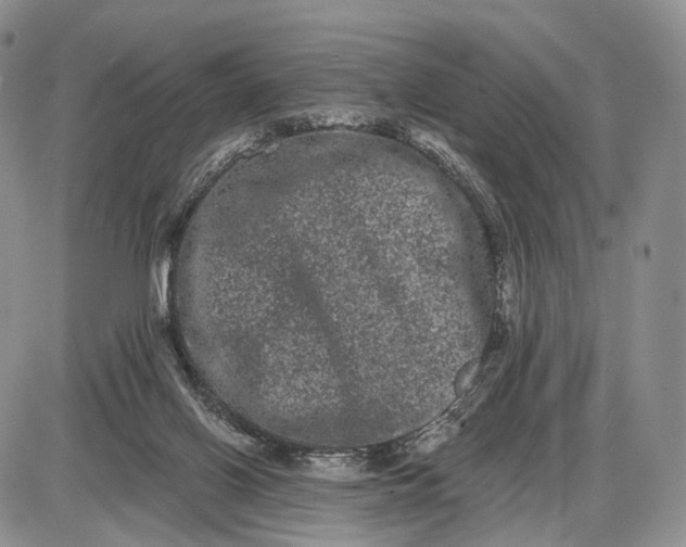 X0000085040070200703191244