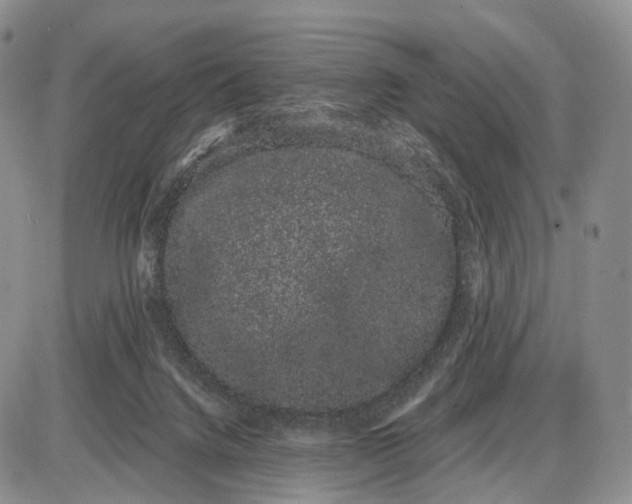 X0000085040072200703191244