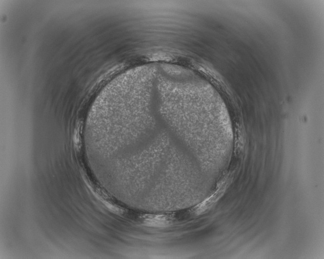 X0000085040074200703191244