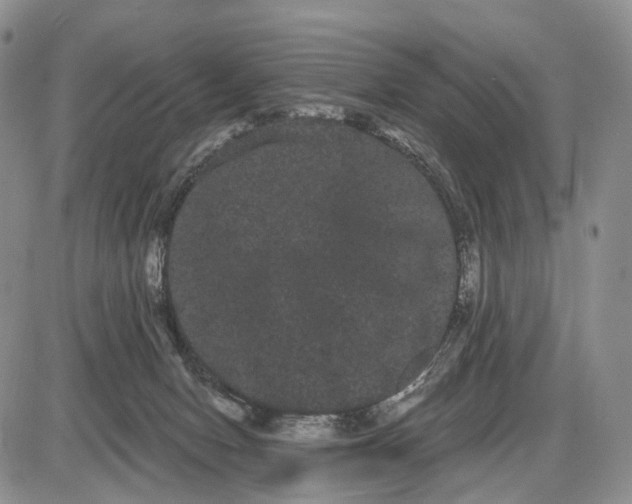 X0000085040078200703191244