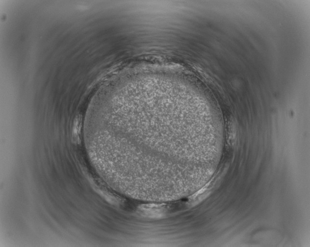 X0000085040082200703191244