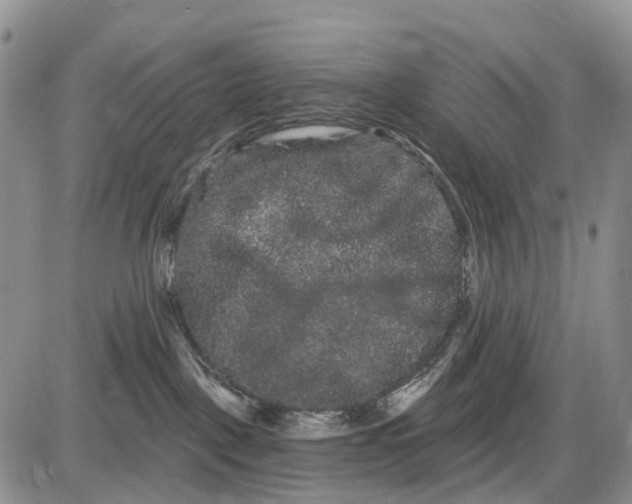 X0000085040093200703191244