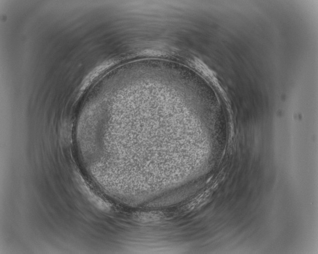 X0000085040106200703191243