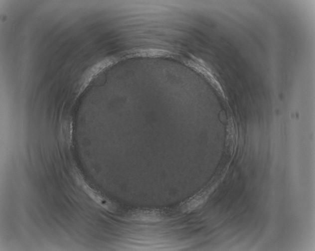 X0000085040110200703191243